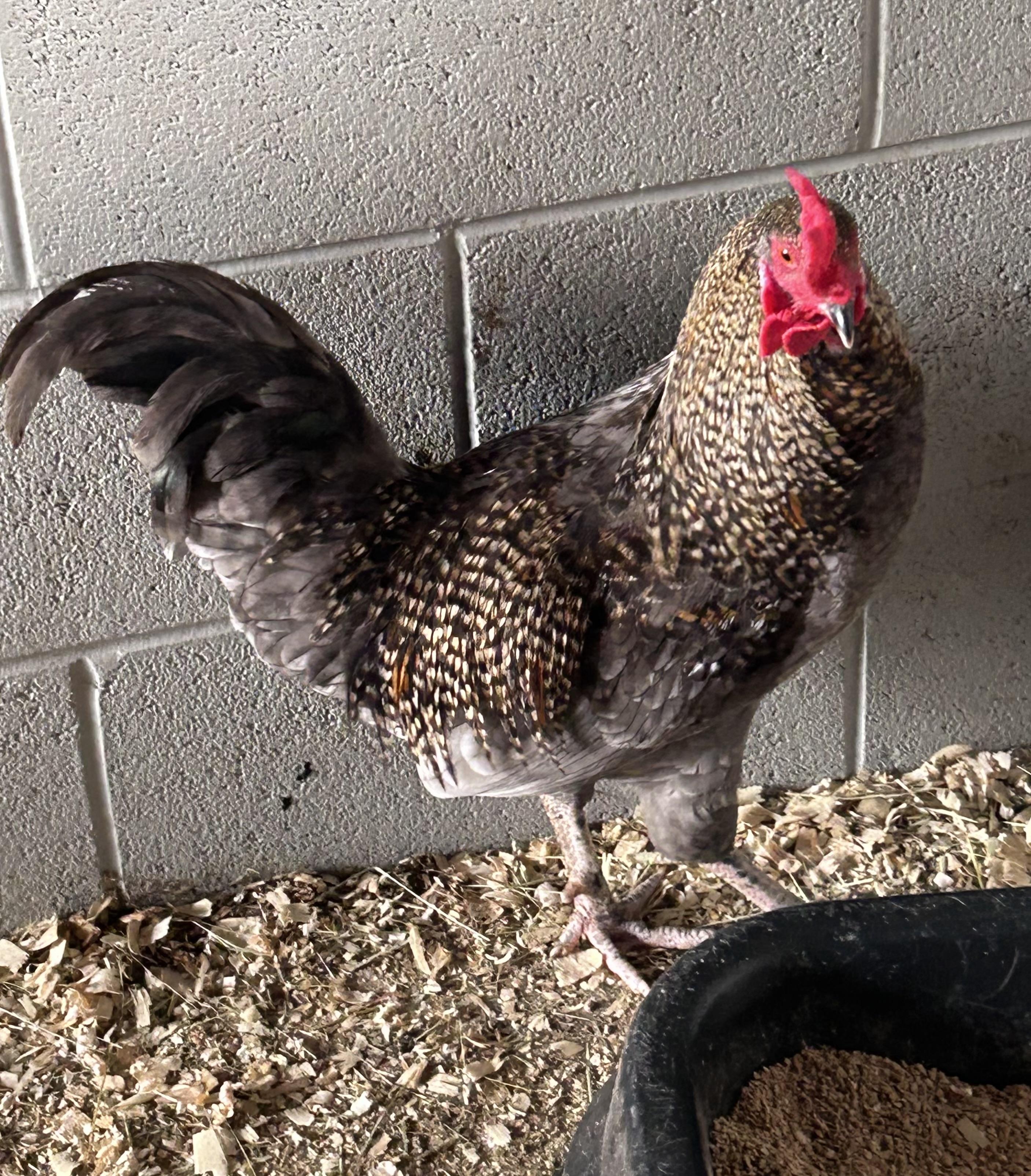 Otto (ID 52919), ADOPTABLE, Baby Male Chicken.