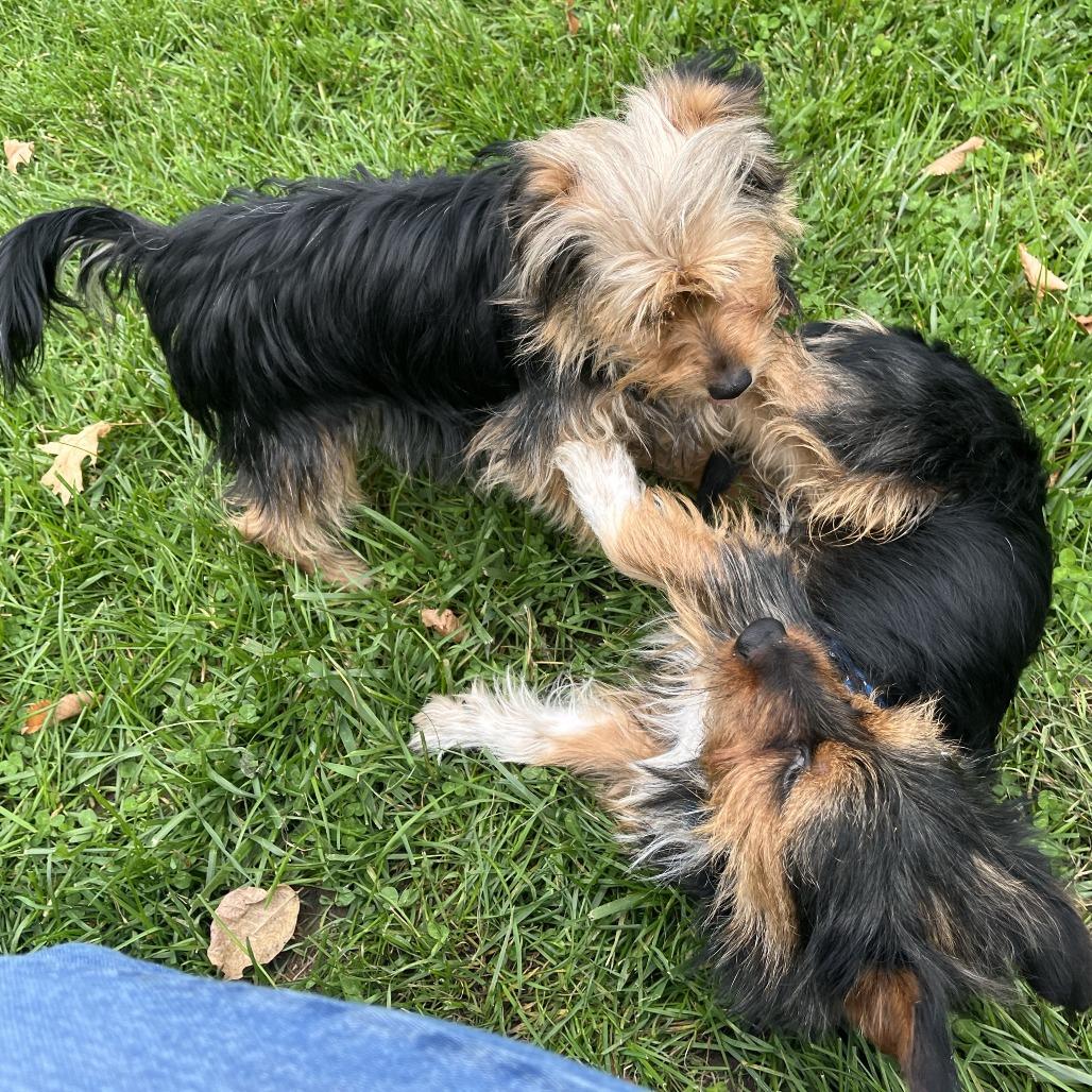 Enlarge Bidi Bidi, a Adoptable Yorkshire Terrier in South Burlington, VT image 1/6