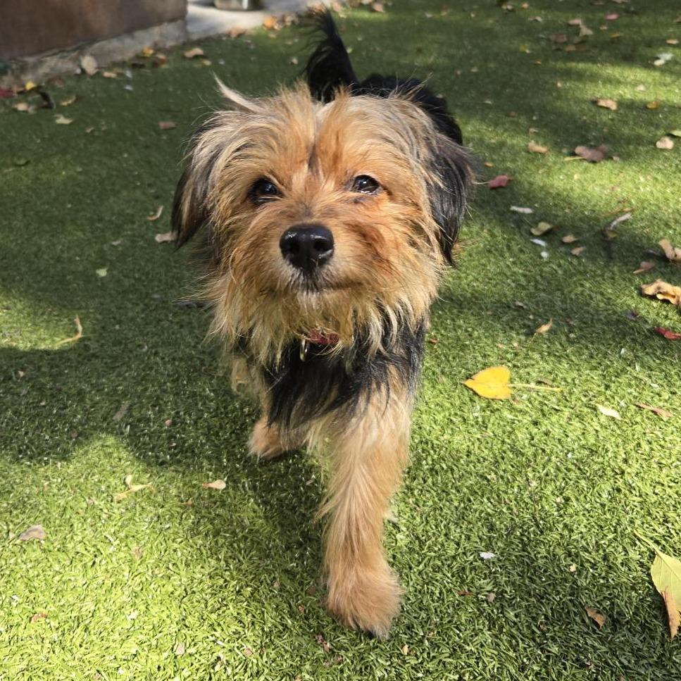 Enlarge Bidi Bidi, a Adoptable Yorkshire Terrier in South Burlington, VT image 2/6