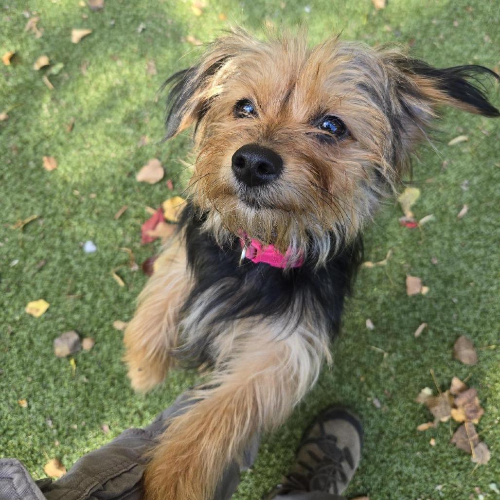 Enlarge Bidi Bidi, a Adoptable Yorkshire Terrier in South Burlington, VT image 3/6