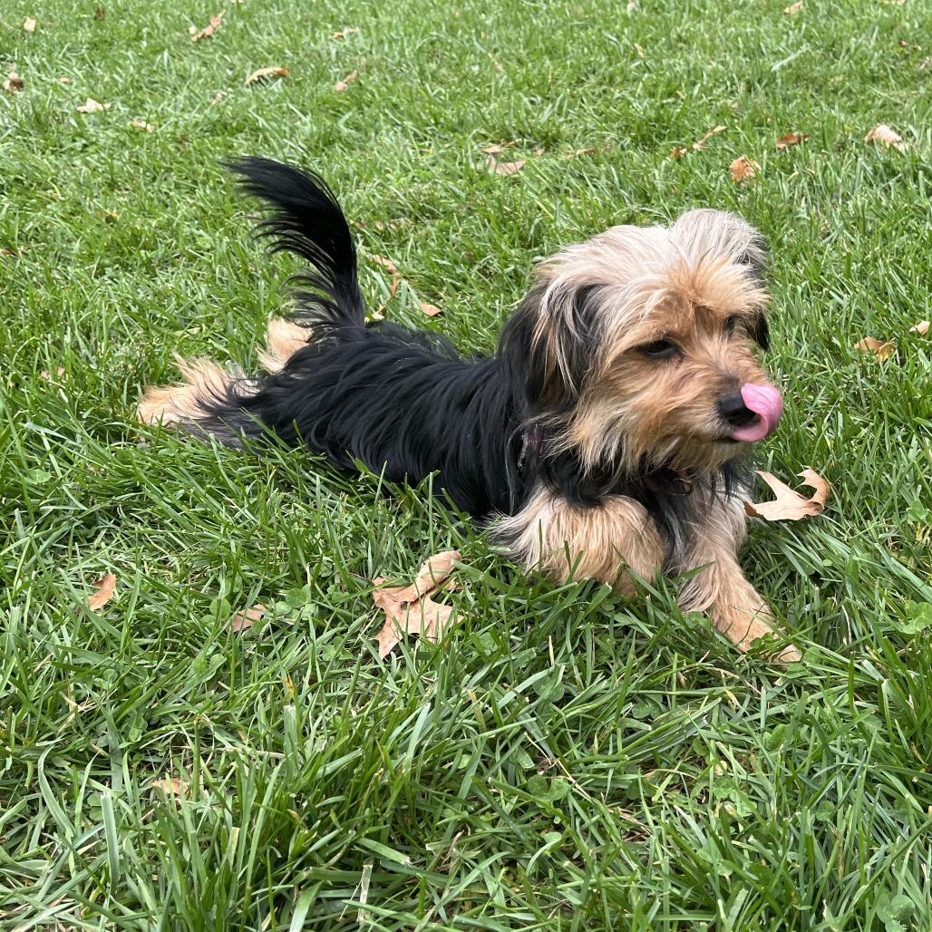 Enlarge Bidi Bidi, a Adoptable Yorkshire Terrier in South Burlington, VT image 4/6