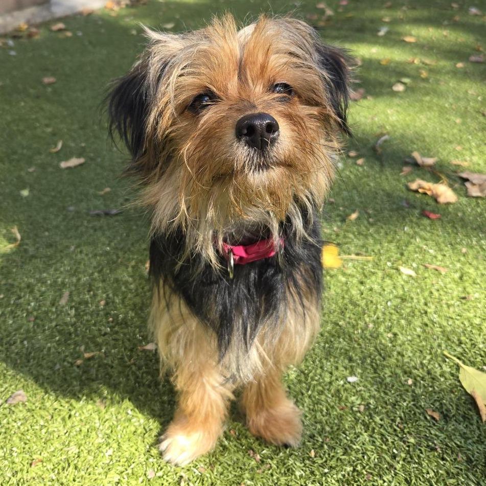 Enlarge Bidi Bidi, a Adoptable Yorkshire Terrier in South Burlington, VT image 5/6