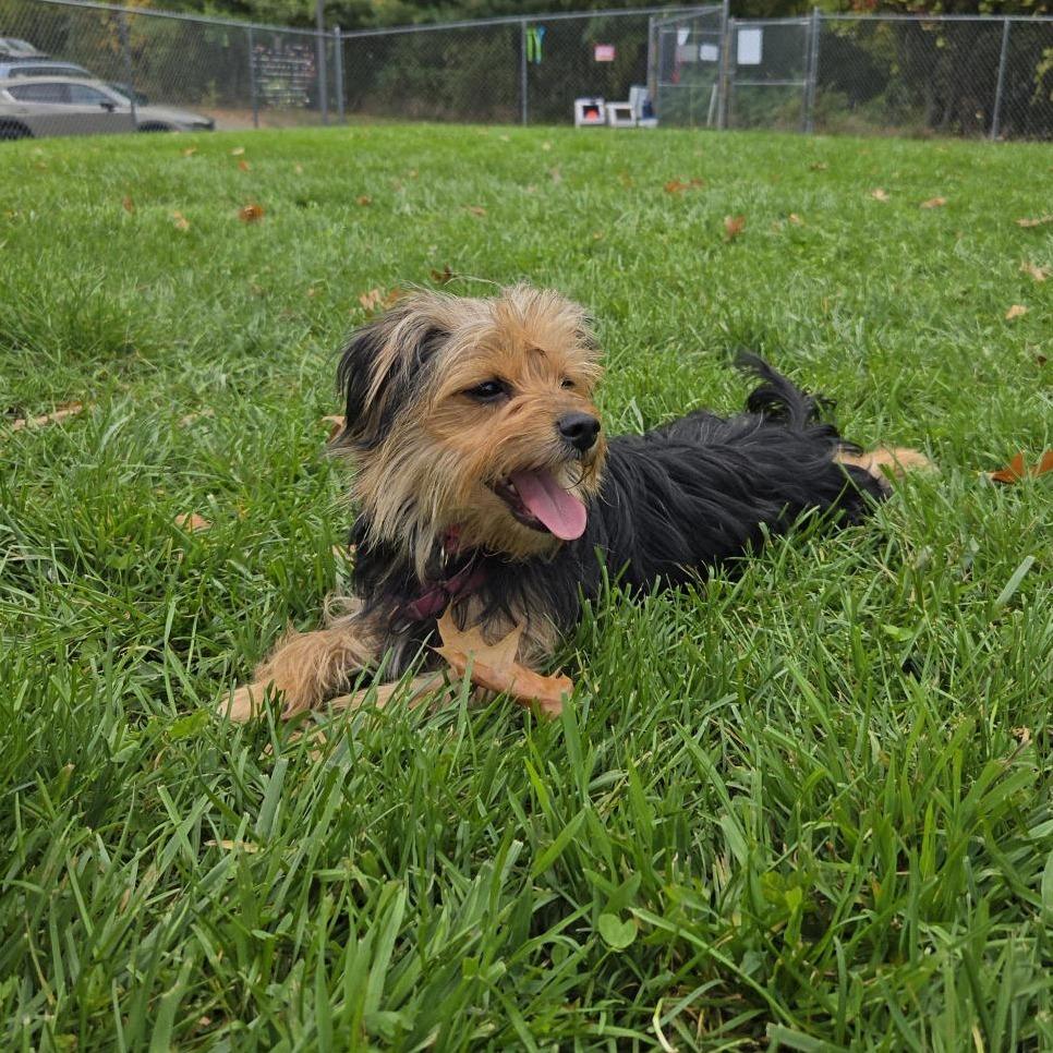 Enlarge Bidi Bidi, a Adoptable Yorkshire Terrier in South Burlington, VT image 6/6