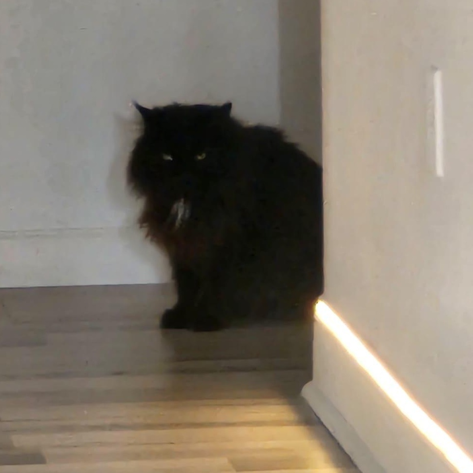 Enlarge Jinx, an adoptable Domestic Long Hair in Galloway, NJ image 2/2