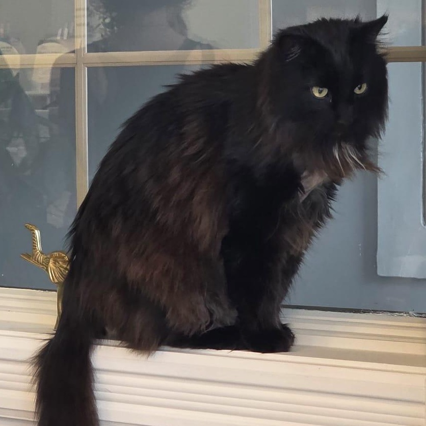 Enlarge Jinx, an adoptable Domestic Long Hair in Galloway, NJ image 1/2