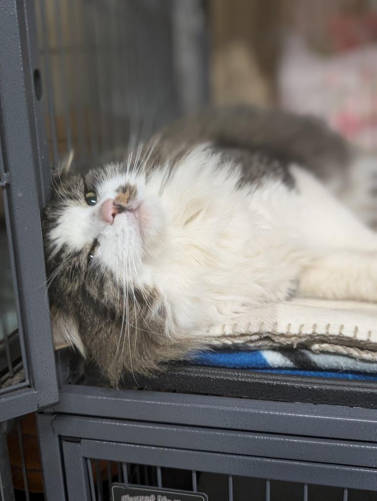 CROCKETT, Adopted, Adult Male Domestic Long Hair.