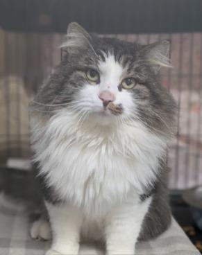 Enlarge CROCKETT, a Adopted mixed breed in Battle Creek, MI image 2/2