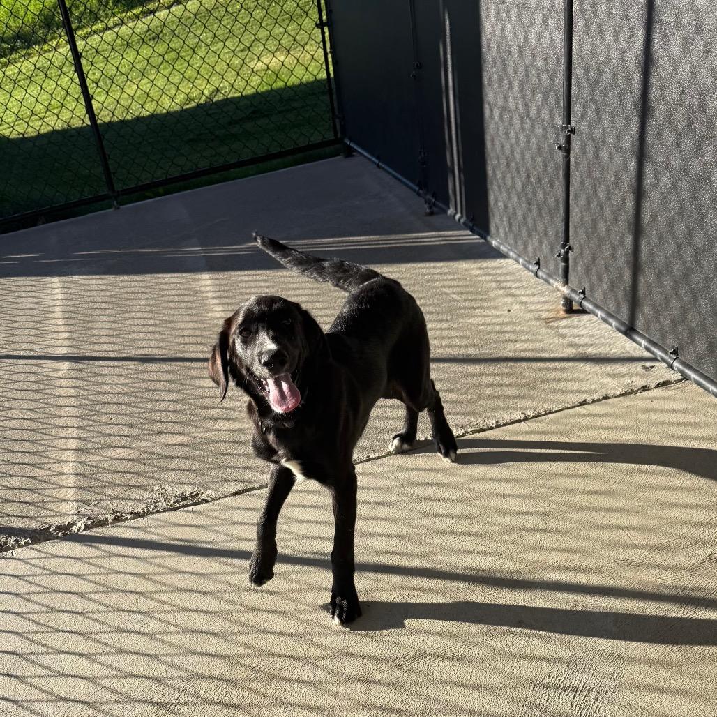 Ernie, Adoptable, Puppy Male Black Labrador Retriever & Border Collie.