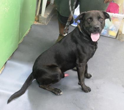 Peri, Adoptable, Adult Male Labrador Retriever & Mixed Breed.