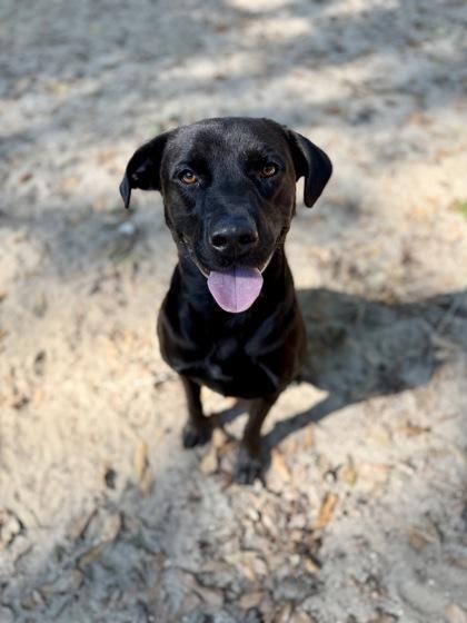 Peri, Adoptable, Adult Male Labrador Retriever & Mixed Breed.