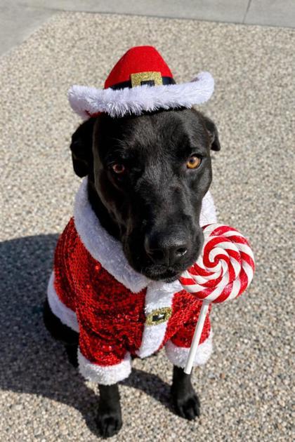 Peri, Adoptable, Adult Male Labrador Retriever & Mixed Breed.