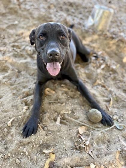 Peri, a Adoptable mixed breed in Picayune, MS image 2/3