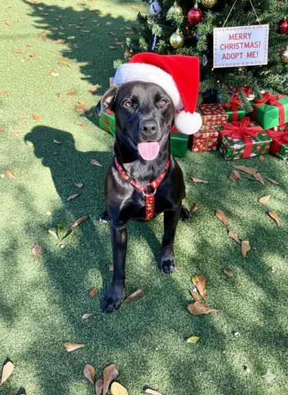 Peri, a Adoptable mixed breed in Picayune, MS image 3/3