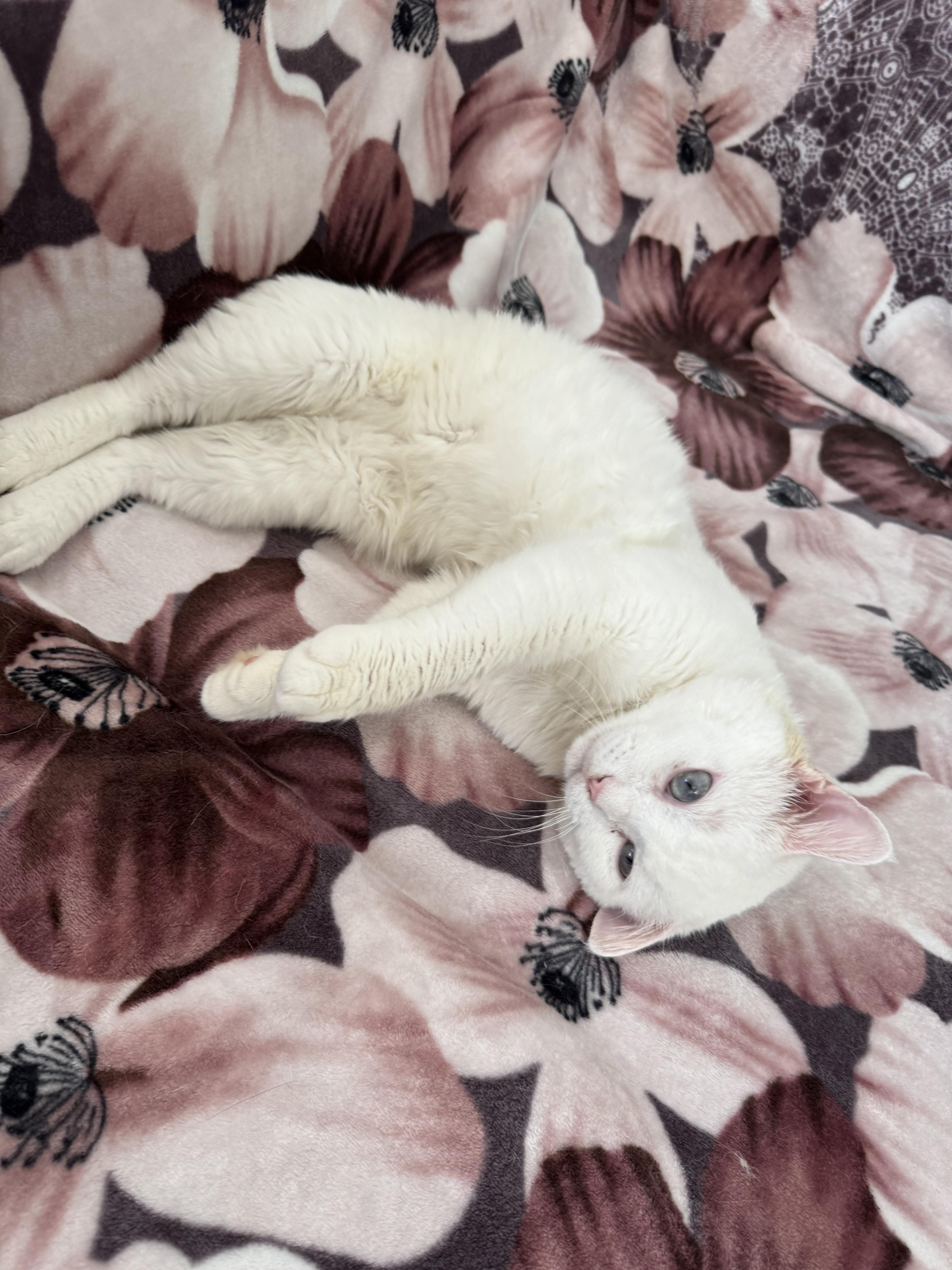 Max