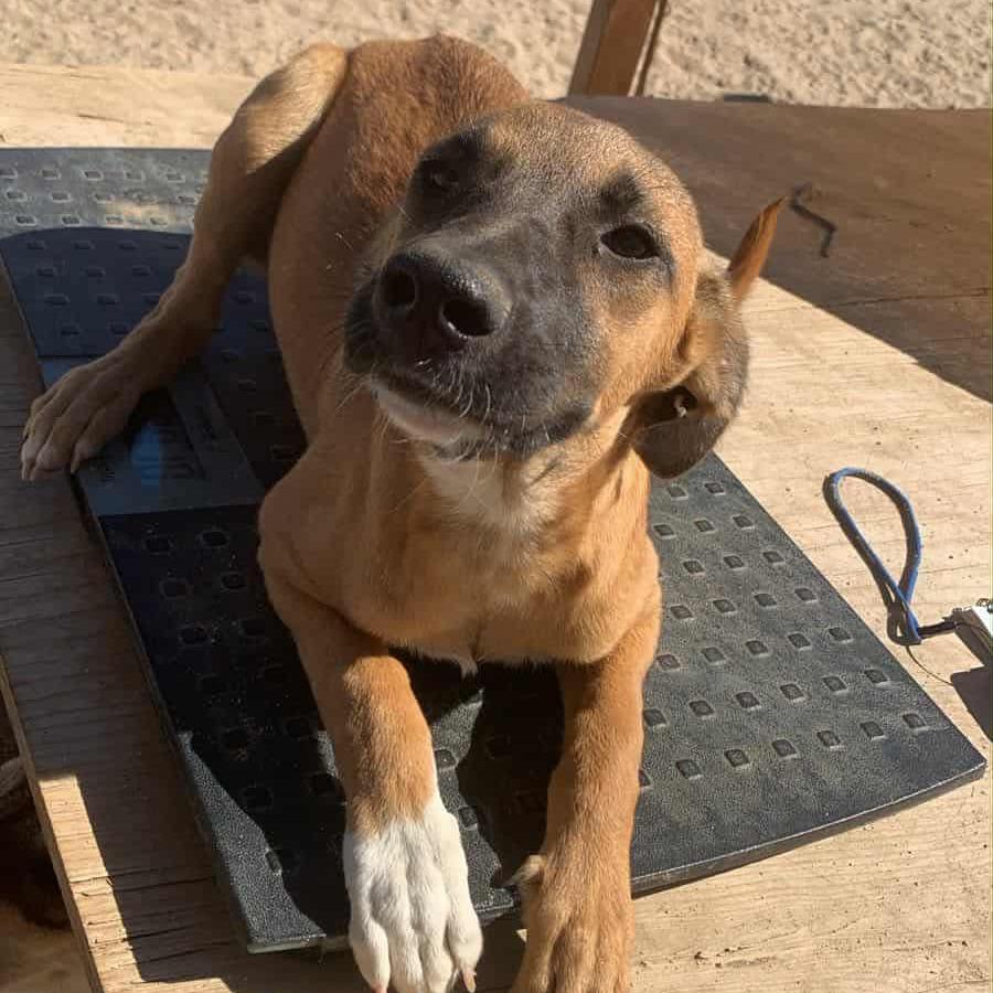 Greta, Adoptable, Young Female Mixed Breed.