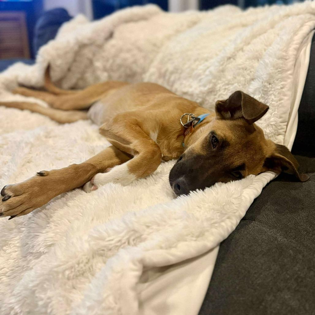 Enlarge Greta, a Adoptable Mixed Breed in Bend, OR image 2/6