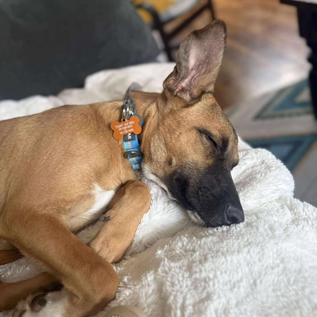 Enlarge Greta, a Adoptable Mixed Breed in Bend, OR image 4/6