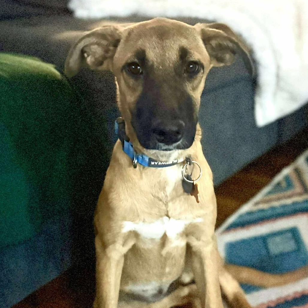 Enlarge Greta, a Adoptable Mixed Breed in Bend, OR image 5/6