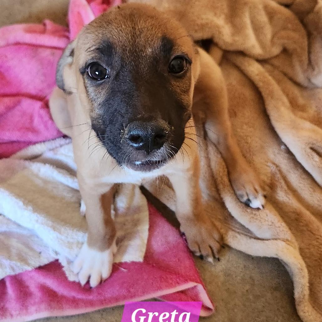 Enlarge Greta, a Adoptable Mixed Breed in Bend, OR image 6/6