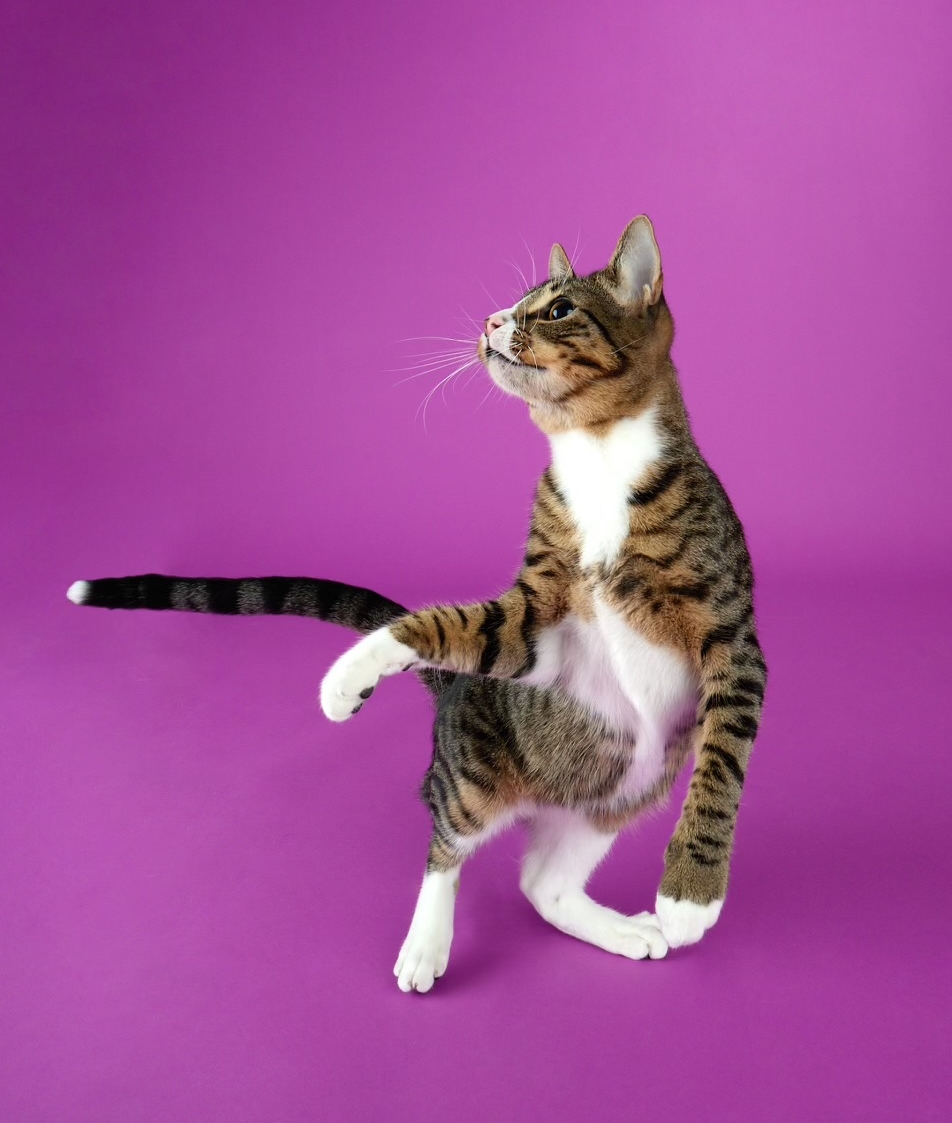 Tippy - Playful and Sweet Guy!, a Adoptable Domestic Short Hair in League City, TX image 6/6