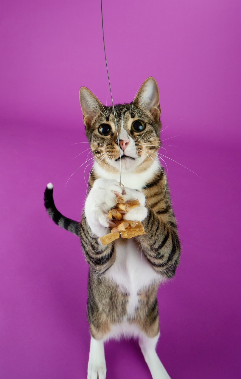 Tippy - Playful and Sweet Guy!, a Adoptable Domestic Short Hair in League City, TX image 4/6