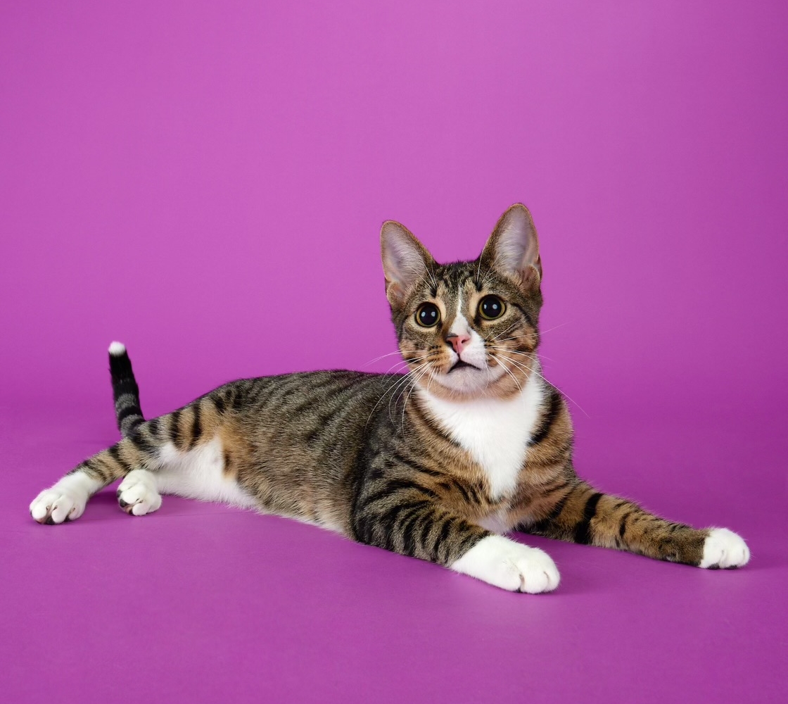 Tippy - Playful and Sweet Guy!, Adoptable, Young Male Domestic Short Hair.