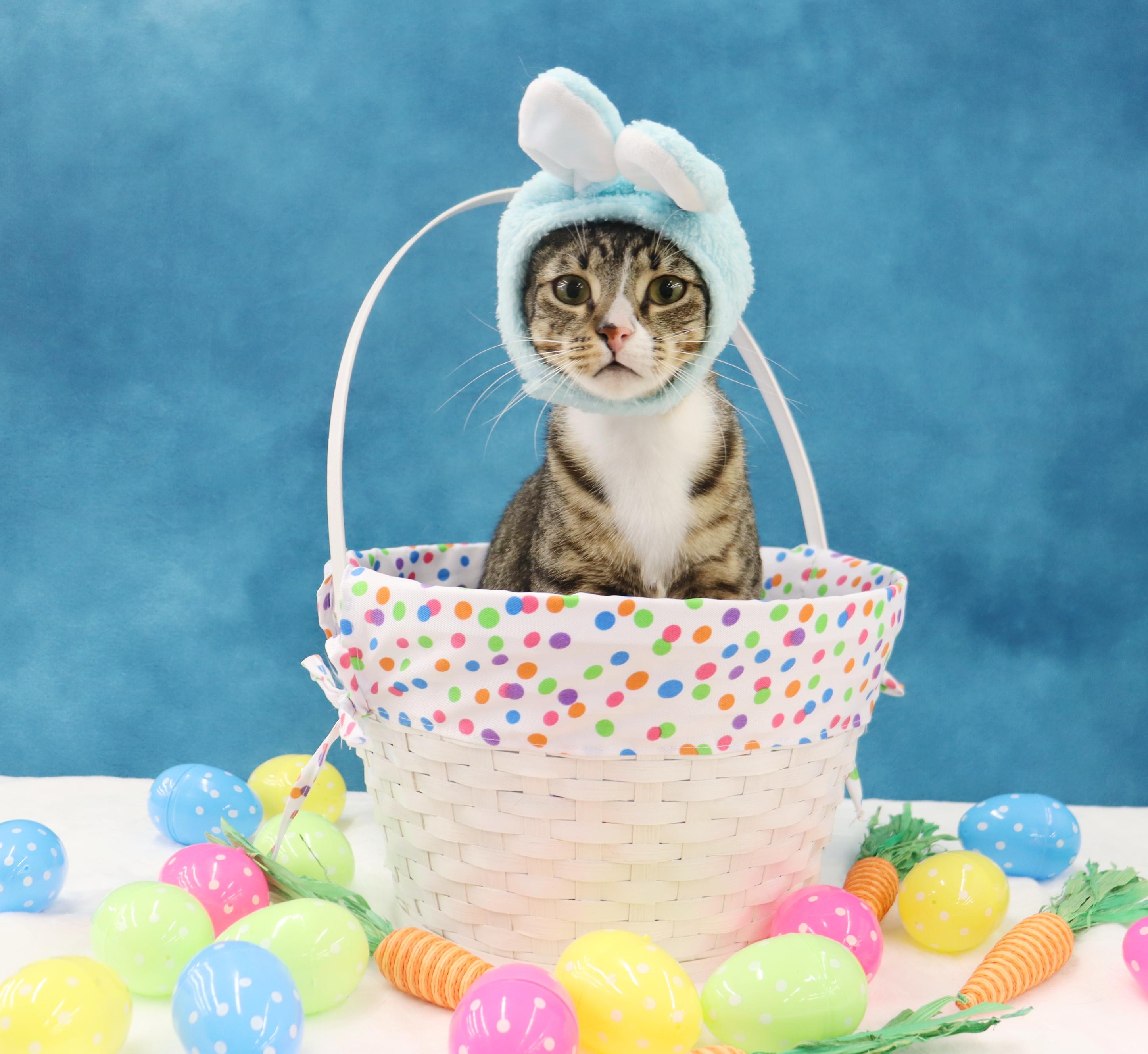 Tippy - Playful and Sweet Guy!, Adoptable, Adult Male Domestic Short Hair.