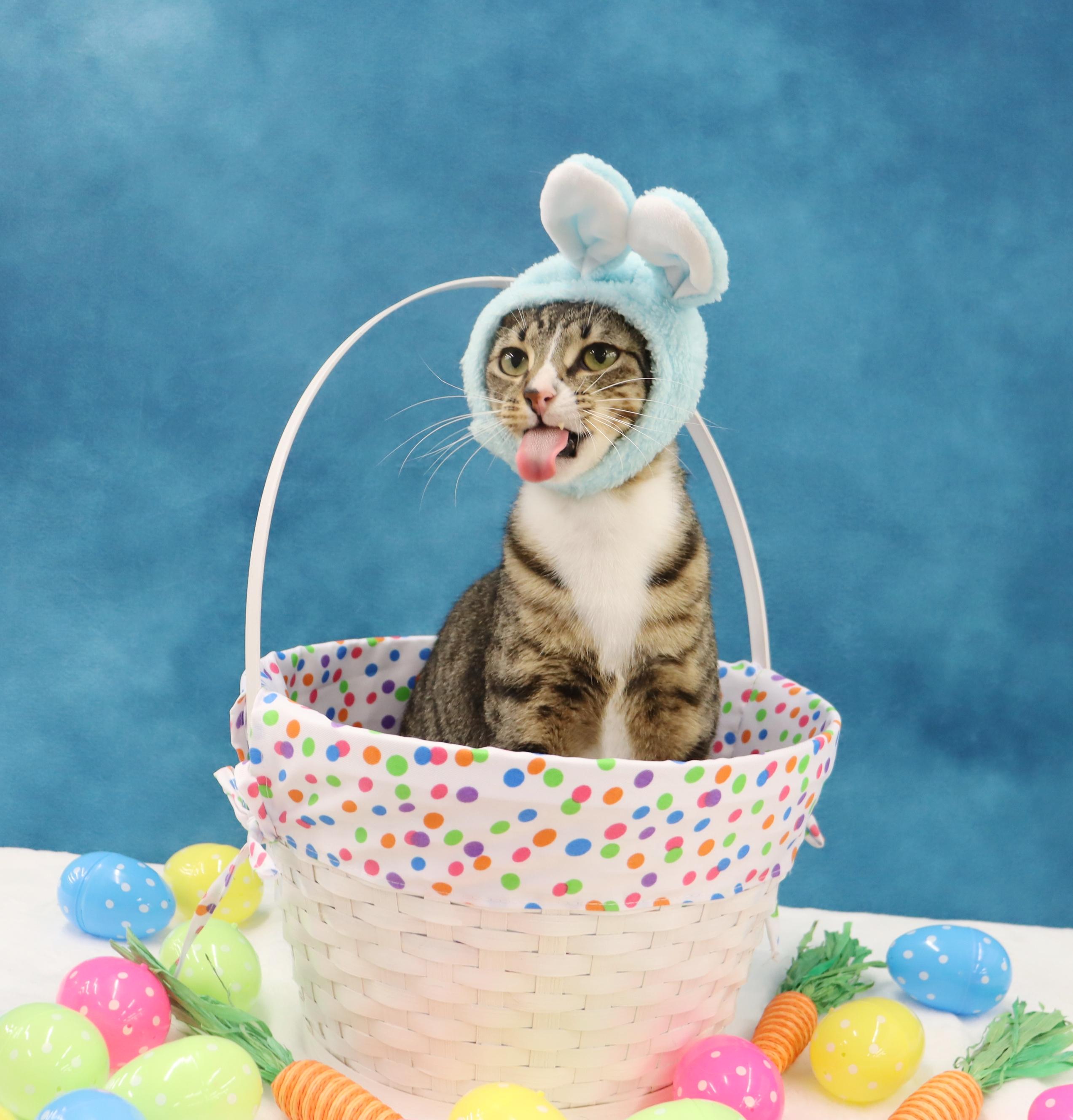 Enlarge Tippy - Playful and Sweet Guy!, a Adoptable Domestic Short Hair in League City, TX image 6/6