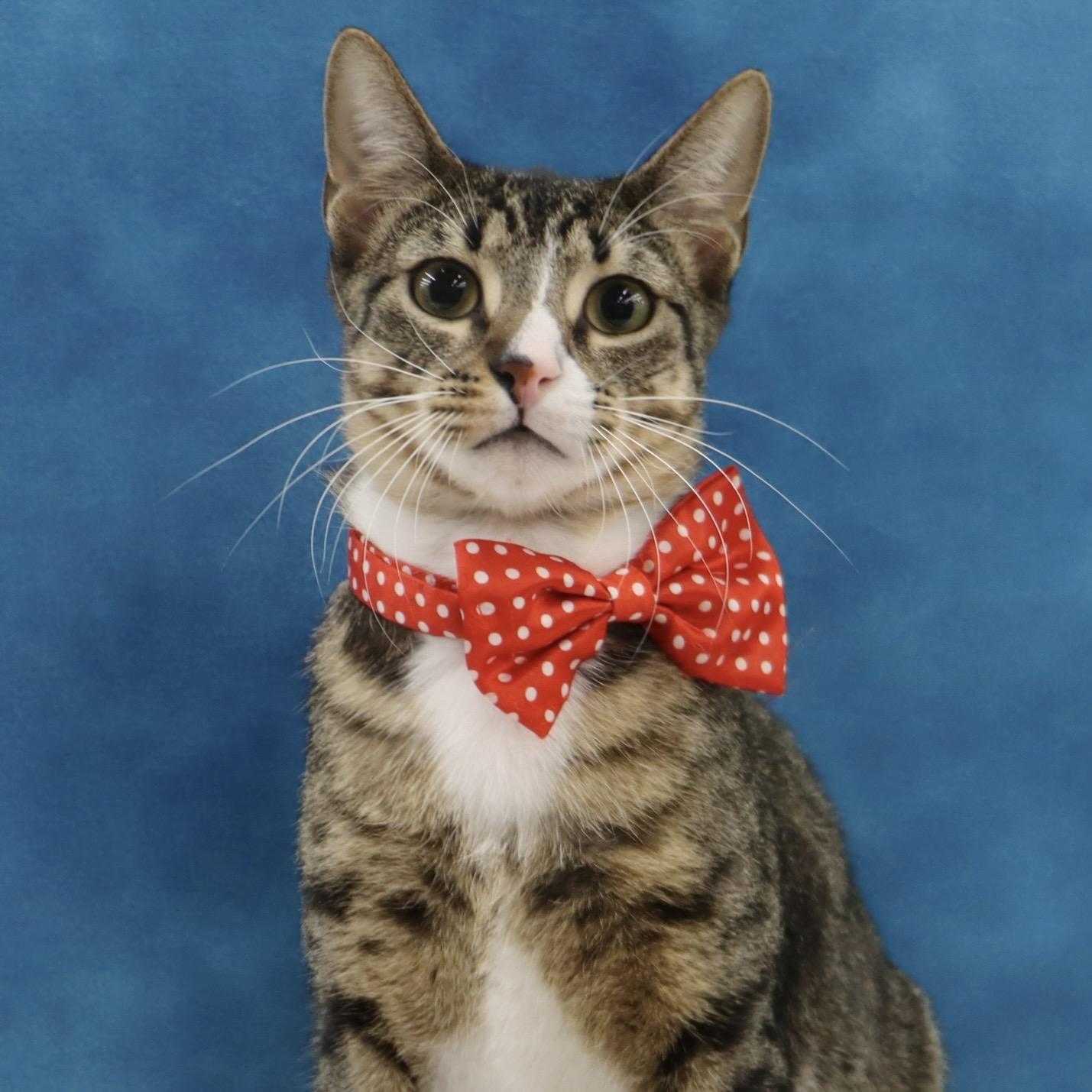 Enlarge Tippy - Playful and Sweet Guy!, a Adoptable Domestic Short Hair in League City, TX image 1/6