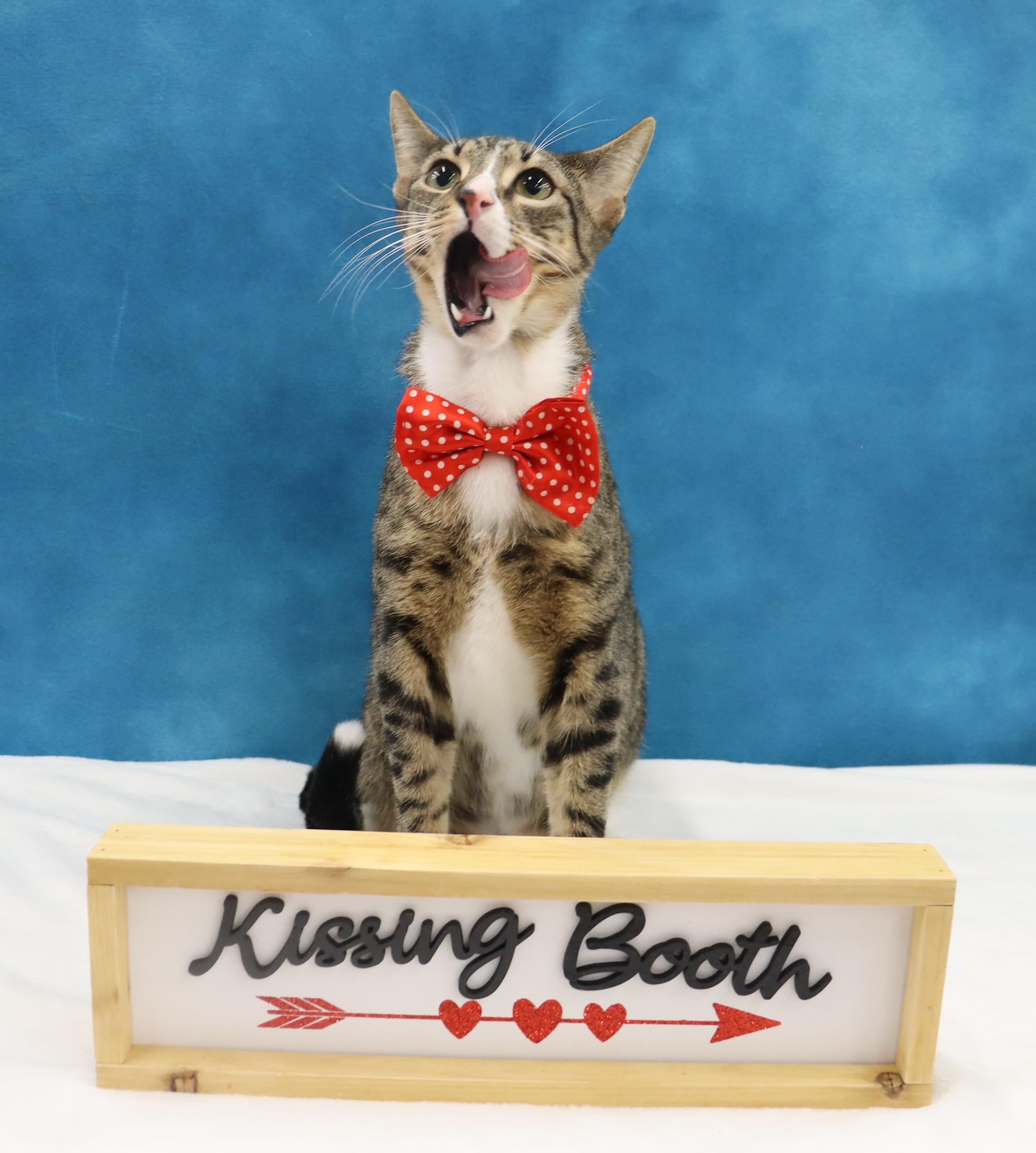 Tippy - Playful and Sweet Guy!, a Adoptable Domestic Short Hair in League City, TX image 3/6