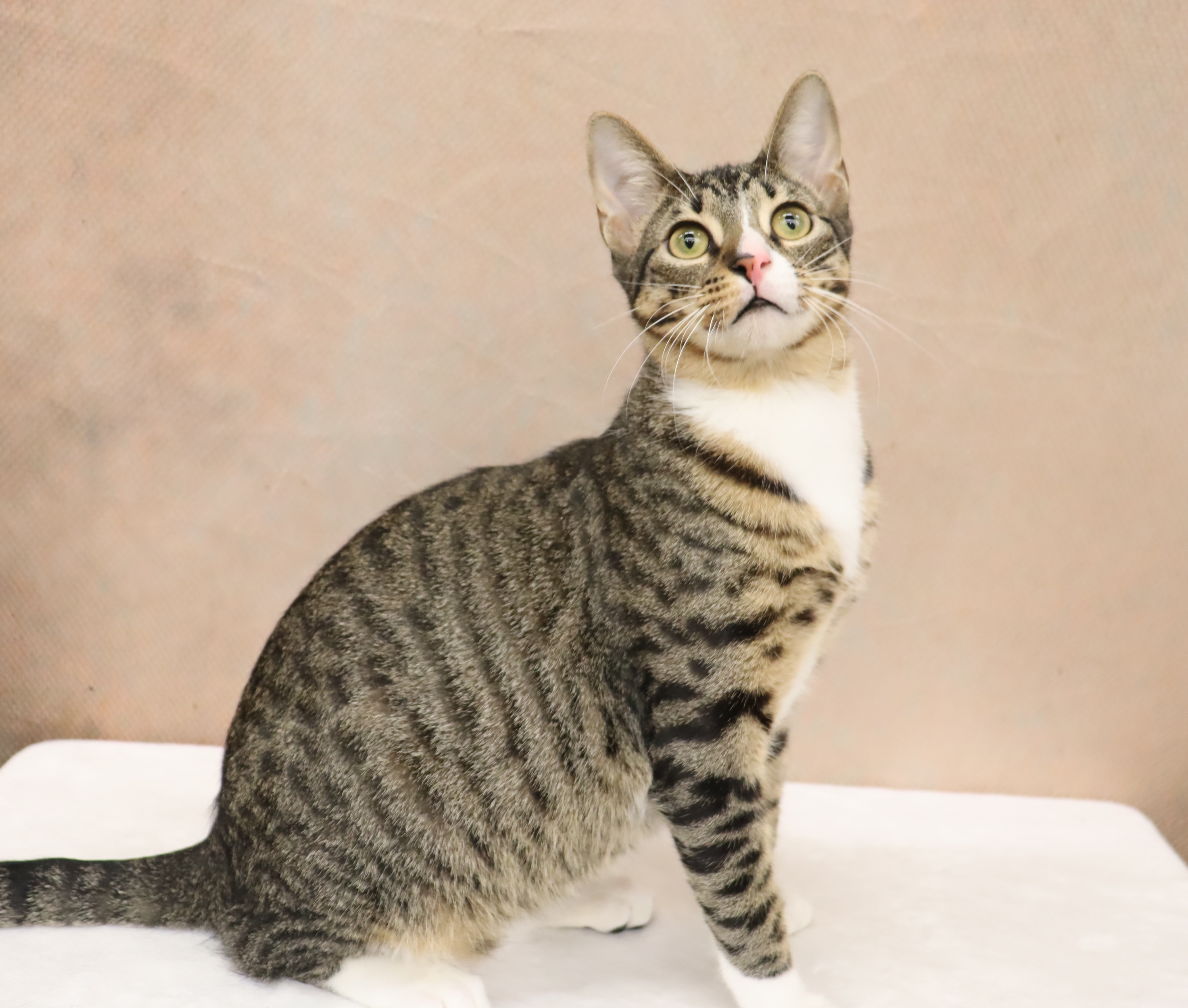 Tippy - Playful and Sweet Guy!, a Adoptable Domestic Short Hair in League City, TX image 5/6