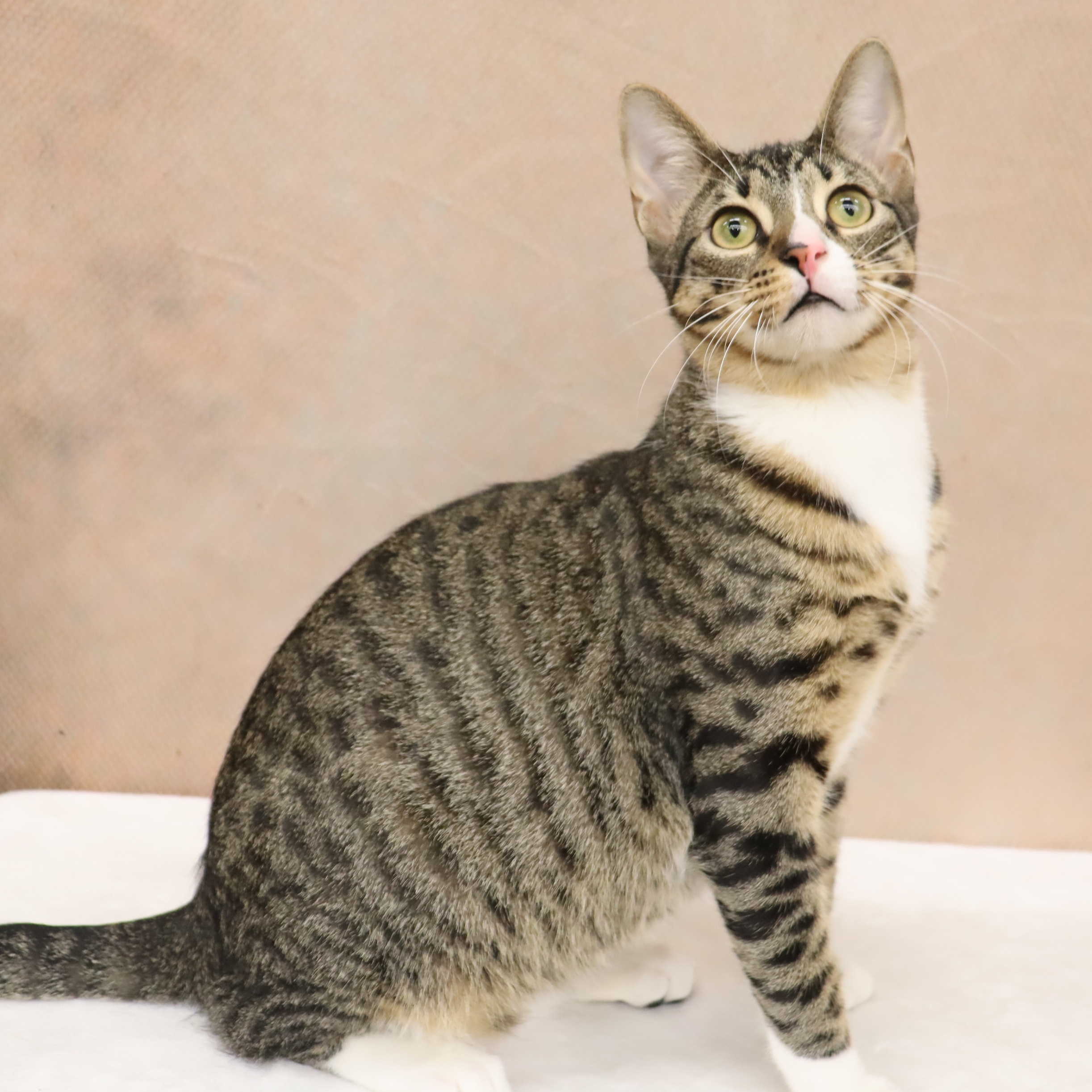 Enlarge Tippy - Playful and Sweet Guy!, a Adoptable Domestic Short Hair in League City, TX image 6/6