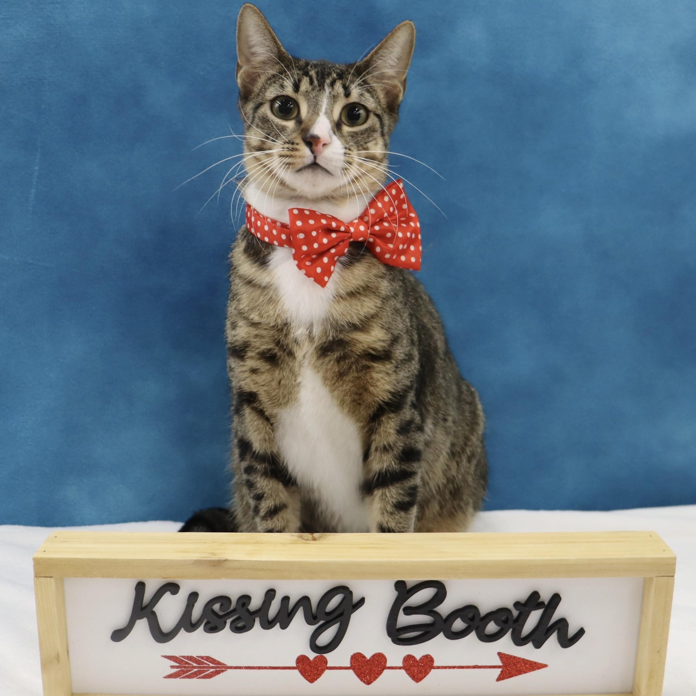 Enlarge Tippy - Playful and Sweet Guy!, a Adoptable Domestic Short Hair in League City, TX image 3/6