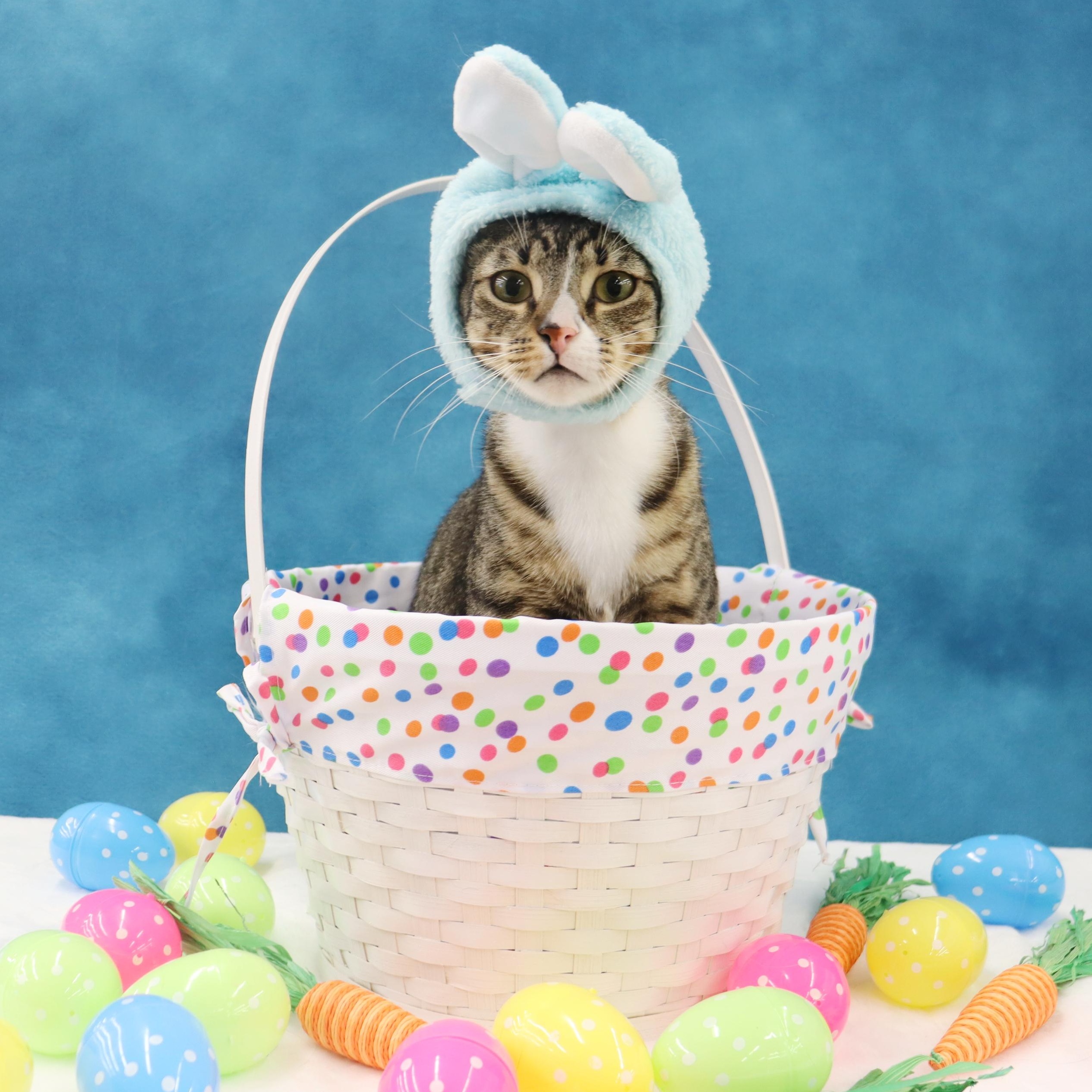 Tippy - Playful and Sweet Guy!, a Adoptable Domestic Short Hair in League City, TX image 2/6