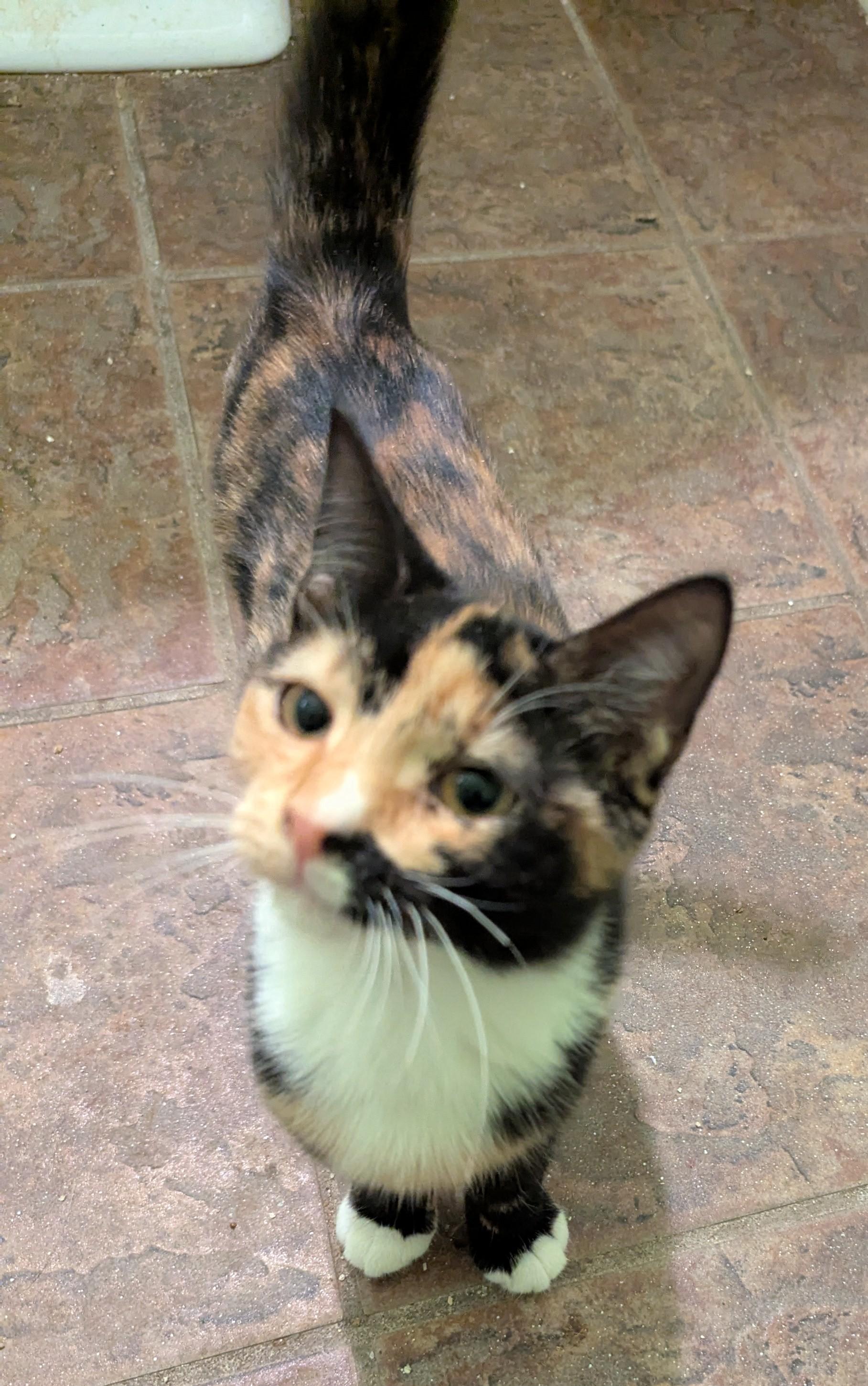 Meowster, a Adoptable Calico in Malden, MA image 2/4