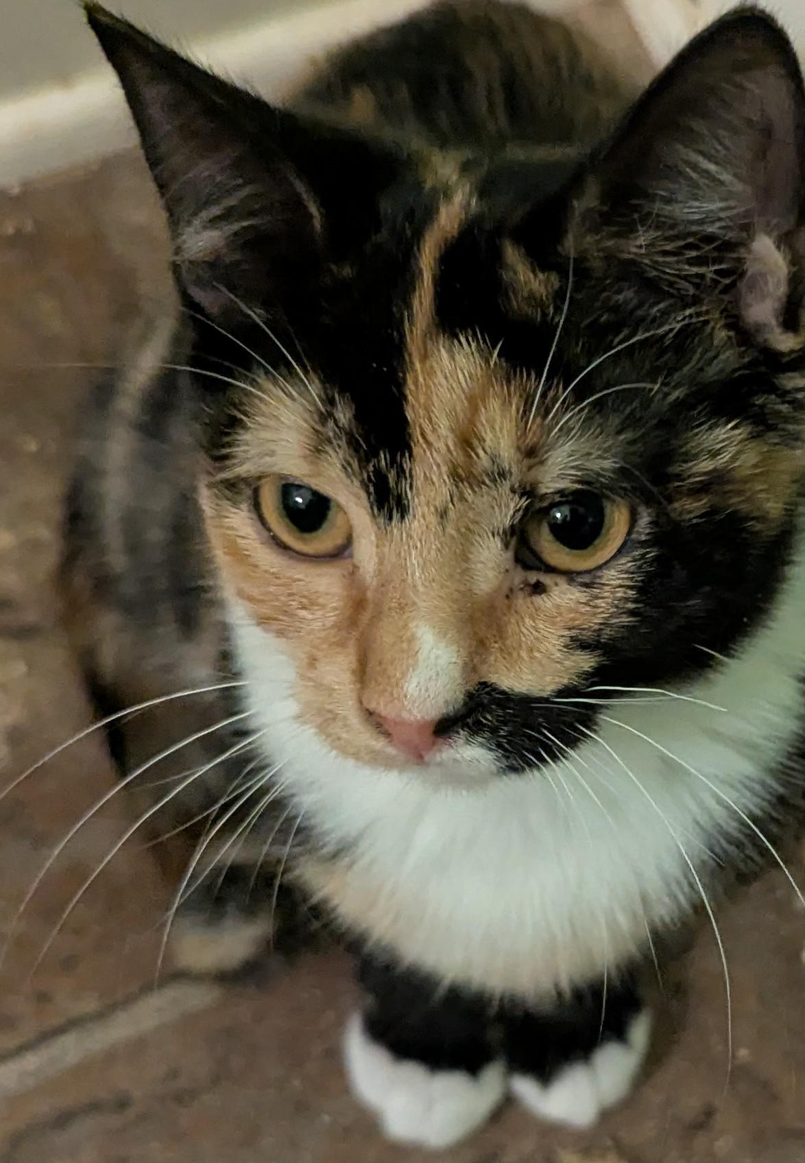 Meowster, a Adoptable Calico in Malden, MA image 1/4