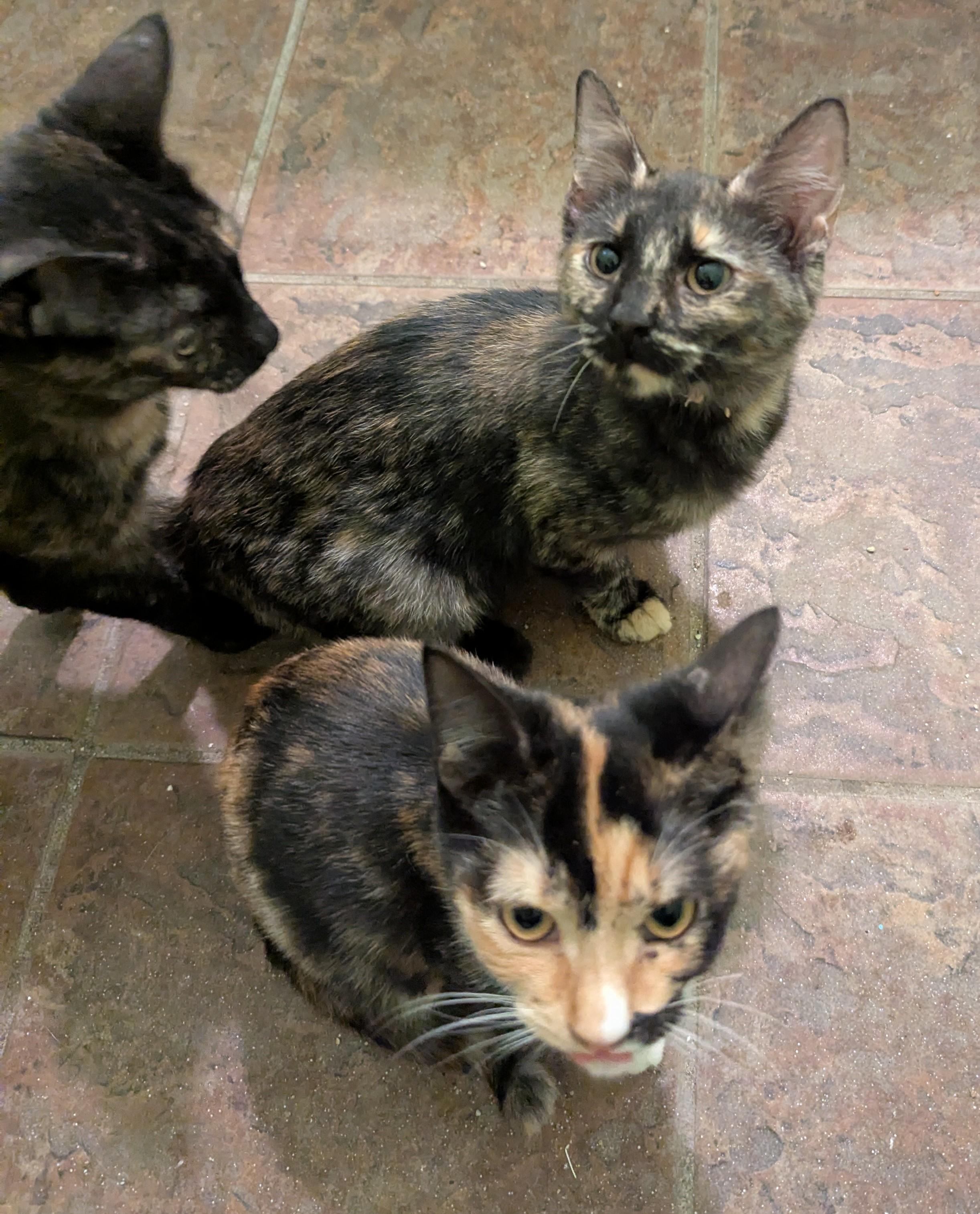 Meowster, a Adoptable Calico in Malden, MA image 4/4