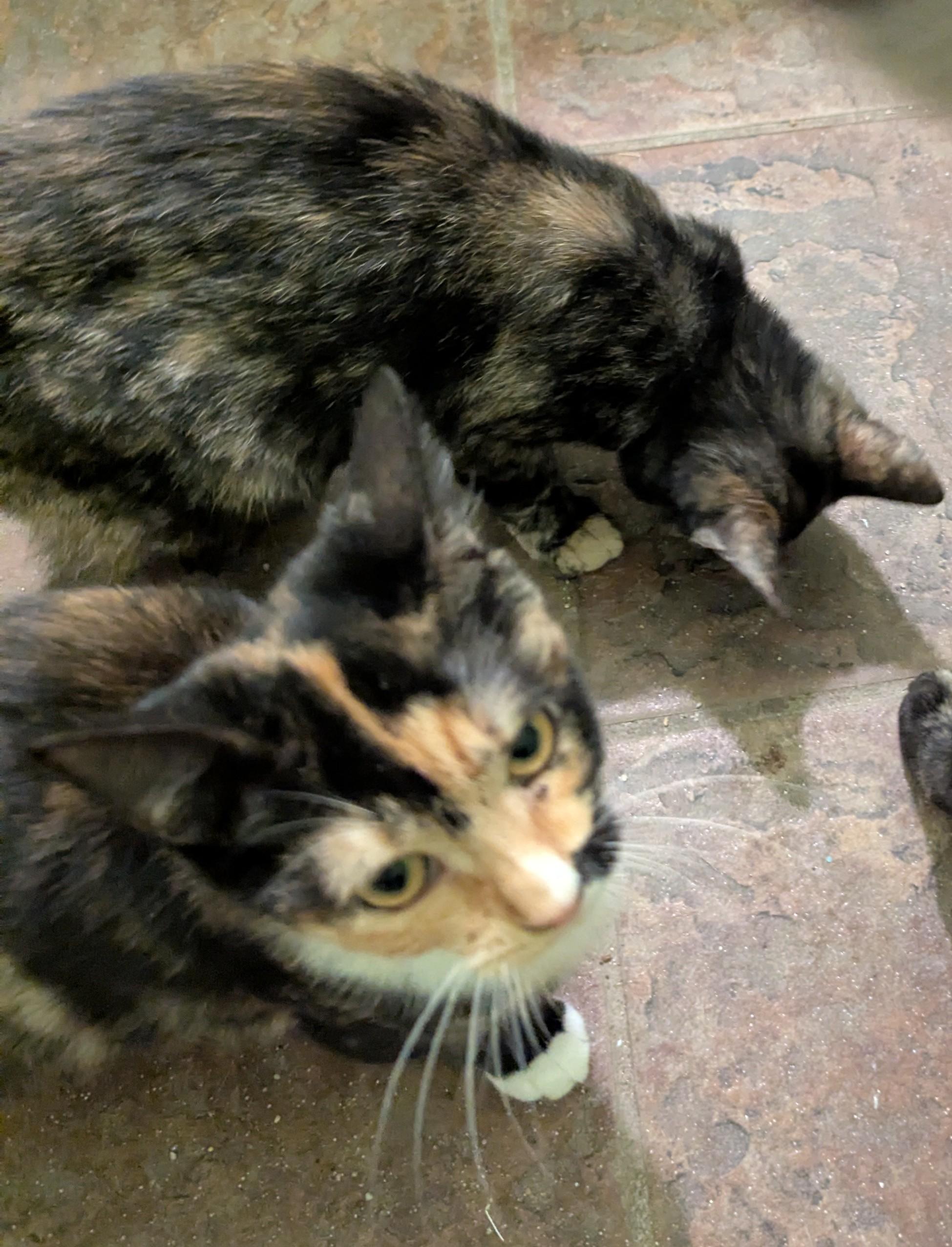 Meowster, a Adoptable Calico in Malden, MA image 3/4