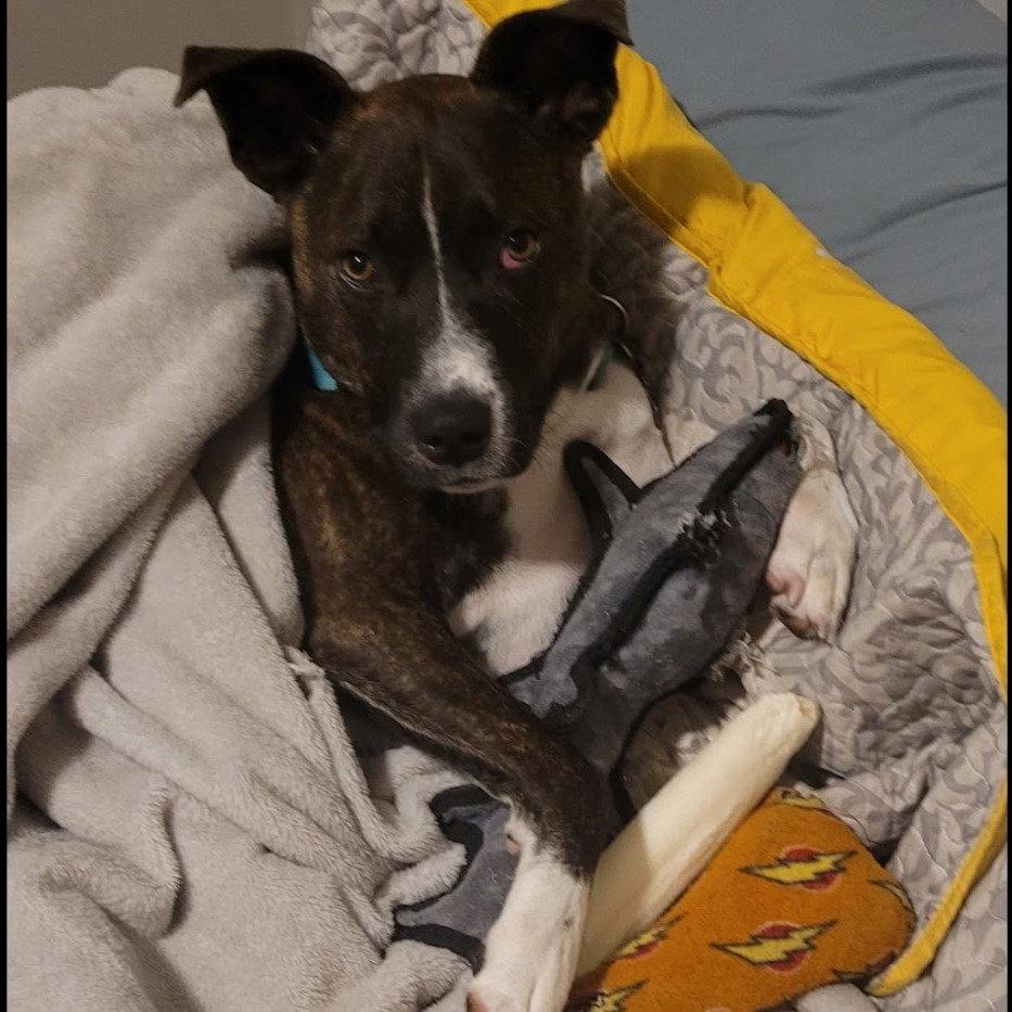Jack Barkley, Adoptable, Adult Male Pit Bull Terrier.