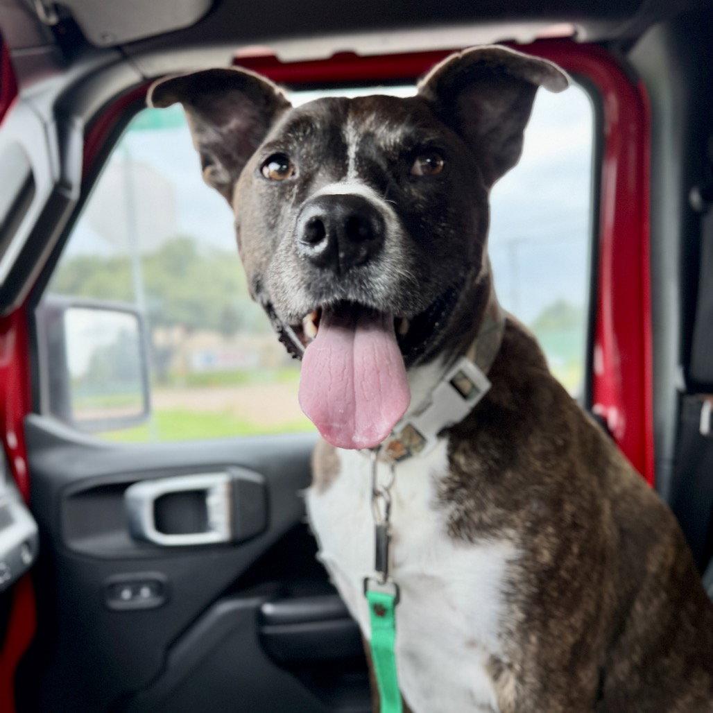 Jack Barkley, a Adoptable Pit Bull Terrier in Dallas, TX image 2/3