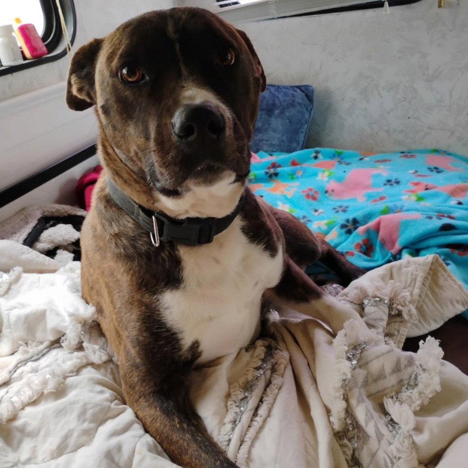 Jack Barkley, a Adoptable Pit Bull Terrier in Dallas, TX image 2/3