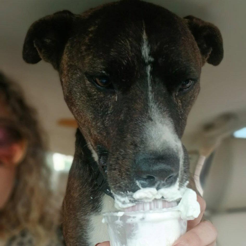 Jack Barkley, a Adoptable Pit Bull Terrier in Dallas, TX image 3/3