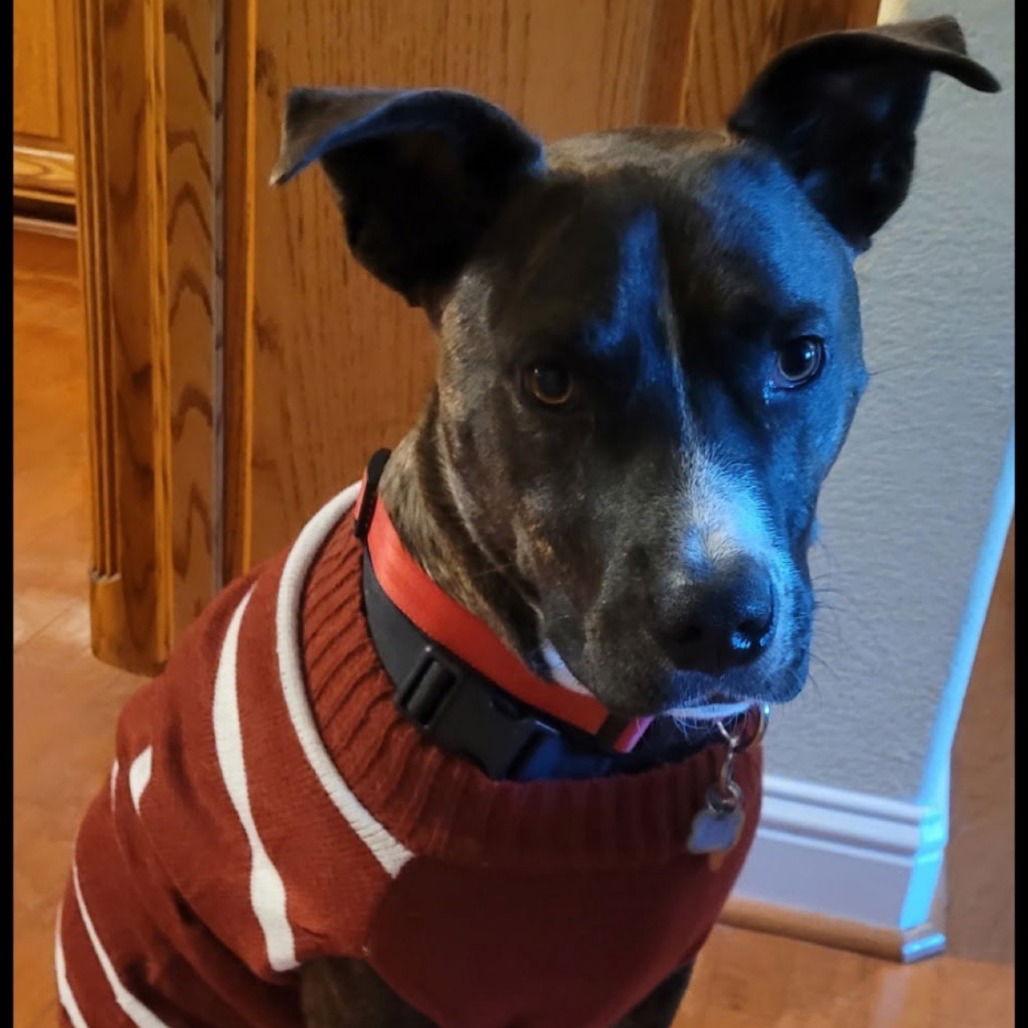 Enlarge Jack Barkley, a Adoptable Pit Bull Terrier in Dallas, TX image 2/3