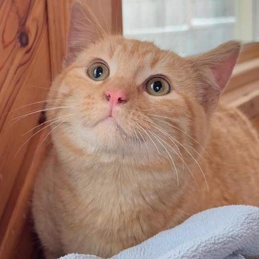 Lance, adopted, Young Male Domestic Short Hair.