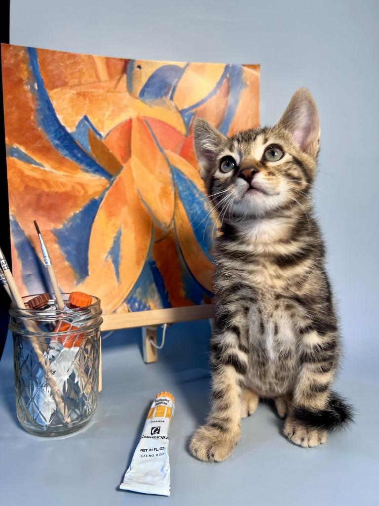 Pablo Picatso, Adoptable, Kitten Male Domestic Short Hair.