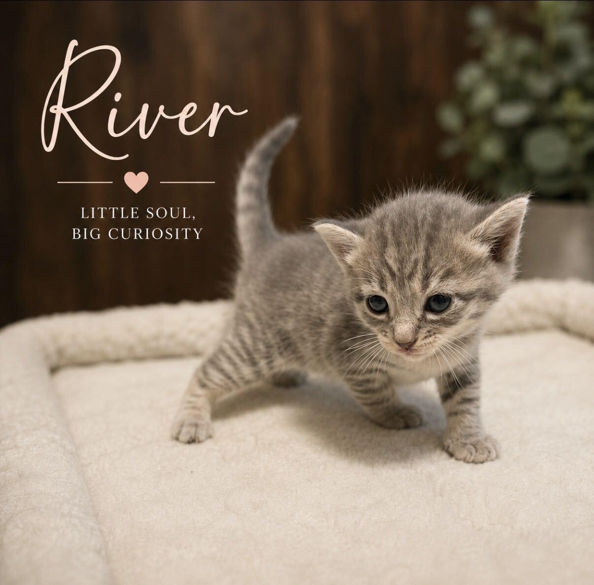 River (girl), Adopted, Kitten Female Tabby & Domestic Short Hair.