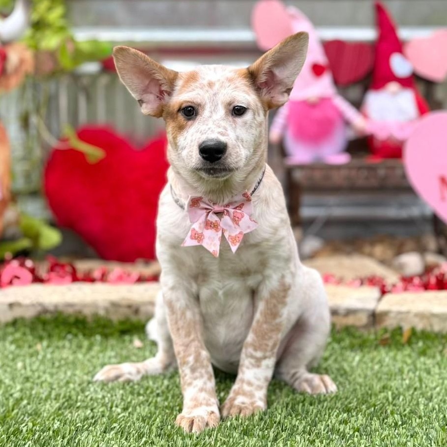 Alice, ADOPTABLE, Puppy Female Australian Cattle Dog / Blue Heeler & Terrier.