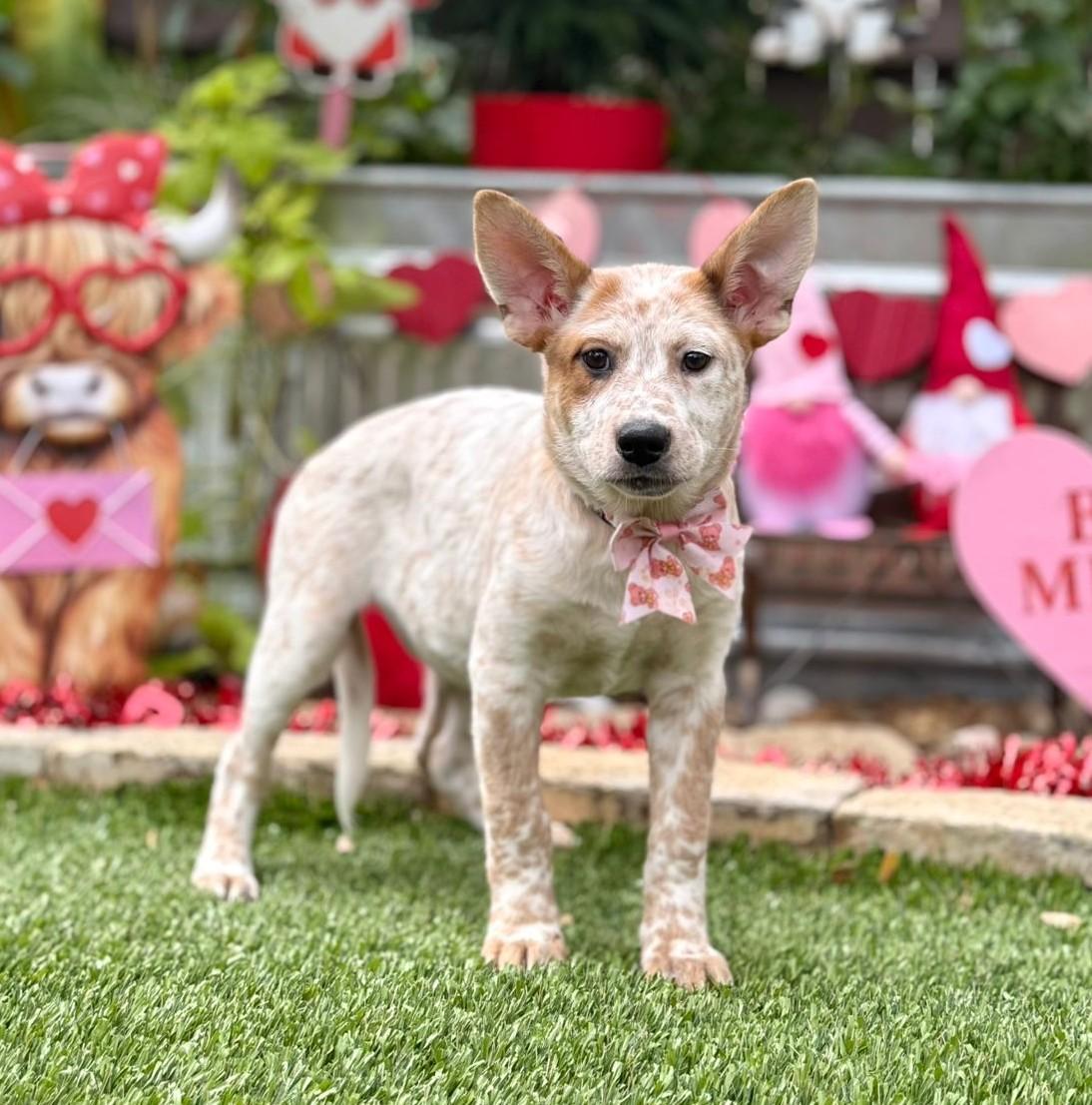 Enlarge Alice, a ADOPTABLE mixed breed in Southport, CT image 3/6