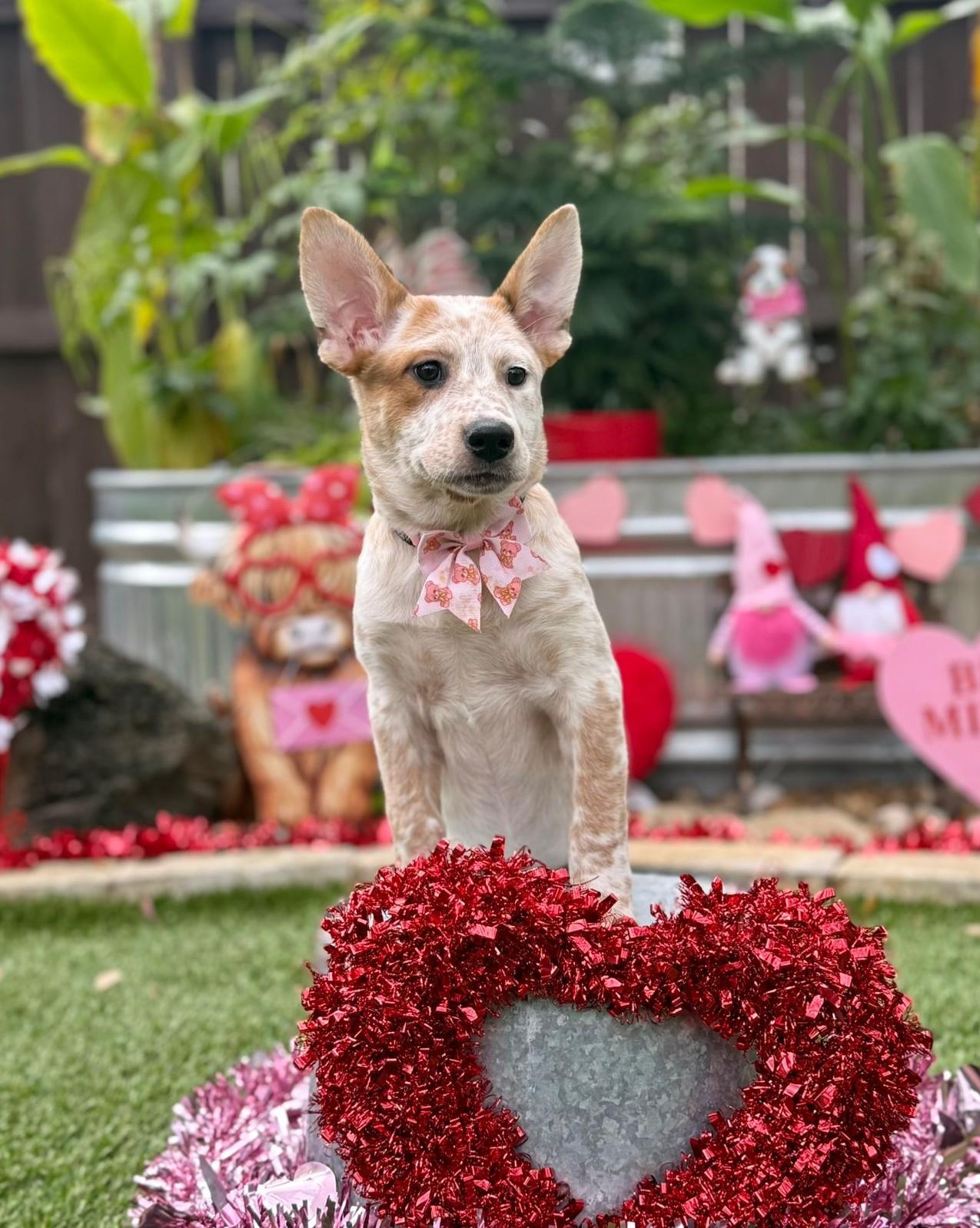 Enlarge Alice, a ADOPTABLE mixed breed in Southport, CT image 4/6