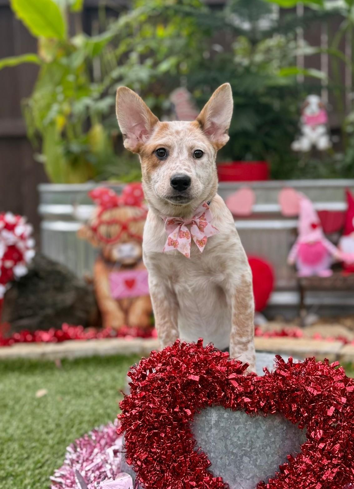 Enlarge Alice, a ADOPTABLE mixed breed in Southport, CT image 5/6